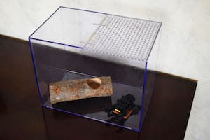 昆虫ケース